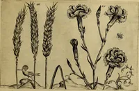 An illustration from Cognoscite lilia agri quomodo crescant (1614)