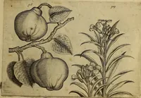 An illustration from Cognoscite lilia agri quomodo crescant (1614)