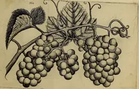 An illustration from Cognoscite lilia agri quomodo crescant (1614)