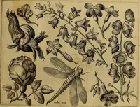 Picture 65 of 72 from Cognoscite lilia agri quomodo crescant (1614), leaf 130