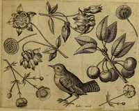 An illustration from Cognoscite lilia agri quomodo crescant (1614)