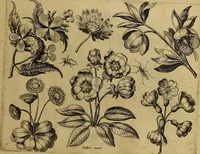 An illustration from Cognoscite lilia agri quomodo crescant (1614)