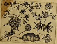 Picture 69 of 72 from Cognoscite lilia agri quomodo crescant (1614), leaf 138