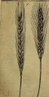 An illustration from Cognoscite lilia agri quomodo crescant (1614)