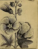 An illustration from Cognoscite lilia agri quomodo crescant (1614)