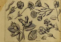 An illustration from Cognoscite lilia agri quomodo crescant (1614)