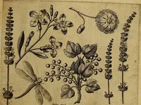 An illustration from Cognoscite lilia agri quomodo crescant (1614)