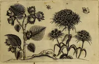 An illustration from Cognoscite lilia agri quomodo crescant (1614)