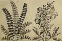 An illustration from Cognoscite lilia agri quomodo crescant (1614)