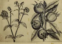An illustration from Cognoscite lilia agri quomodo crescant (1614)