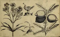 An illustration from Cognoscite lilia agri quomodo crescant (1614)