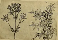 An illustration from Cognoscite lilia agri quomodo crescant (1614)