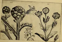 An illustration from Cognoscite lilia agri quomodo crescant (1614)