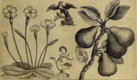 An illustration from Cognoscite lilia agri quomodo crescant (1614)