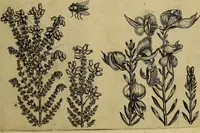An illustration from Cognoscite lilia agri quomodo crescant (1614)
