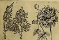 An illustration from Cognoscite lilia agri quomodo crescant (1614)