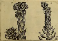 An illustration from Cognoscite lilia agri quomodo crescant (1614)