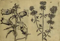 An illustration from Cognoscite lilia agri quomodo crescant (1614)