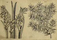 An illustration from Cognoscite lilia agri quomodo crescant (1614)