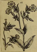 Picture 24 of 72 from Cognoscite lilia agri quomodo crescant (1614), leaf 52