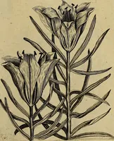 An illustration from Cognoscite lilia agri quomodo crescant (1614)