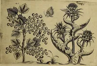 An illustration from Cognoscite lilia agri quomodo crescant (1614)