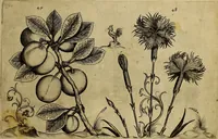 An illustration from Cognoscite lilia agri quomodo crescant (1614)