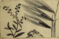 An illustration from Cognoscite lilia agri quomodo crescant (1614)