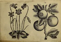 An illustration from Cognoscite lilia agri quomodo crescant (1614)