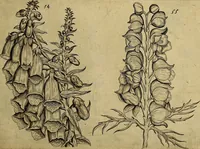 An illustration from Cognoscite lilia agri quomodo crescant (1614)