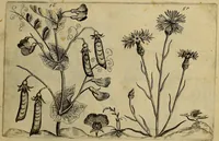 An illustration from Cognoscite lilia agri quomodo crescant (1614)
