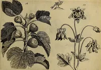 An illustration from Cognoscite lilia agri quomodo crescant (1614)