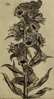 An illustration from Cognoscite lilia agri quomodo crescant (1614)