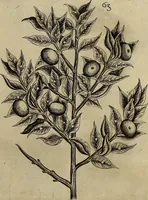 An illustration from Cognoscite lilia agri quomodo crescant (1614)