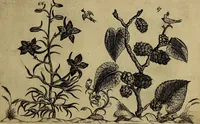 An illustration from Cognoscite lilia agri quomodo crescant (1614)