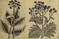 An illustration from Cognoscite lilia agri quomodo crescant (1614)