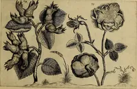 An illustration from Cognoscite lilia agri quomodo crescant (1614)