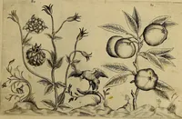 An illustration from Cognoscite lilia agri quomodo crescant (1614)