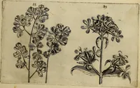 An illustration from Cognoscite lilia agri quomodo crescant (1614)