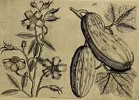 An illustration from Cognoscite lilia agri quomodo crescant (1614)