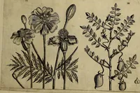 An illustration from Cognoscite lilia agri quomodo crescant (1614)