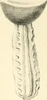Picture 1 of 40 from Coins of the Romans relating to Britain, described and illustrated (1844), leaf 7