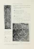 Picture 8 of 18 from Collection d'anciennes étoffes : réunies et décrites (1901), leaf 98