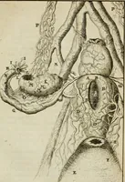 An illustration from Collectanea medico-physica, oft, Hollands jaar-register der genees- en natuur-kundige aanmerkingen van gantsch Europa &c. : beginnende met het jaar MDCLXXX : door eigen ondervinding en gemeen-making van verscheide heeren en liefhebbers (1680)