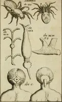 An illustration from Collectanea medico-physica, oft, Hollands jaar-register der genees- en natuur-kundige aanmerkingen van gantsch Europa &c. : beginnende met het jaar MDCLXXX : door eigen ondervinding en gemeen-making van verscheide heeren en liefhebbers (1680)