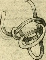 Picture 151 of 195 from Collection de chirurgiens grecs avec dessins attribués au Primatice. Reproduction réduite des 200 dessins du Manuscrit latin 6866 de la Bibliothèque nationale (1908), leaf 158