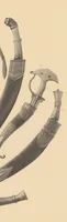 Picture 12 of 18 from Collection Henri Moser--Charlottenfels ... : oriental arms and armour .. (1912), leaf 29