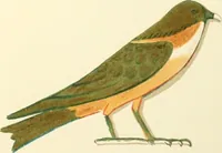 An illustration from A collection of hieroglyphs : a contribution to the history of Egyptian writing (1898)