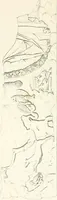 An illustration from Collection of the most remarkable monuments of the National Museum; (1873)