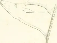 An illustration from Collection of the most remarkable monuments of the National Museum; (1873)